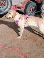 Sunny , a female Labrador Retriever for sale in Los Lunas, NM – 3 of 3