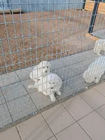Harley, a male Great Pyrenees for sale in Los Lunas, NM – Photo 4 of 4