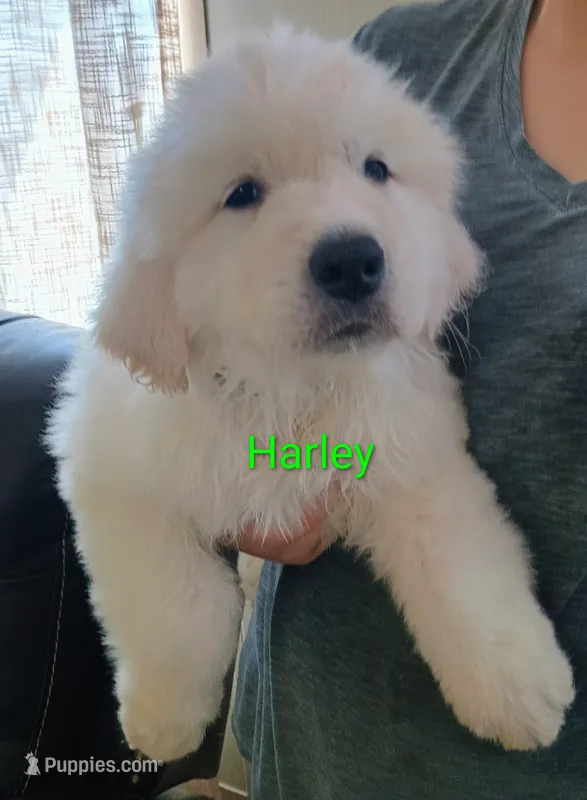 Harley – Great Pyrenees puppy on hold in Los Lunas, NM