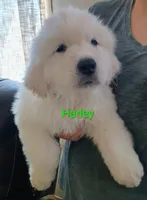 Harley, a male Great Pyrenees for sale in Los Lunas, NM – Photo 1 of 4