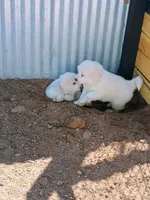 Harley, a male Great Pyrenees for sale in Los Lunas, NM – Photo 2 of 4