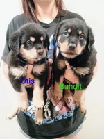 Otis, a male Australian Shepherd and Rottweiler for sale in Los Lunas, NM – 2 of 3