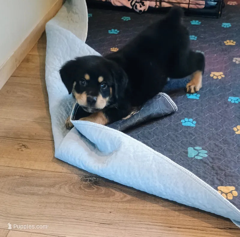 Otis – Australian Shepherd, Rottweiler puppy for sale in Los Lunas, NM