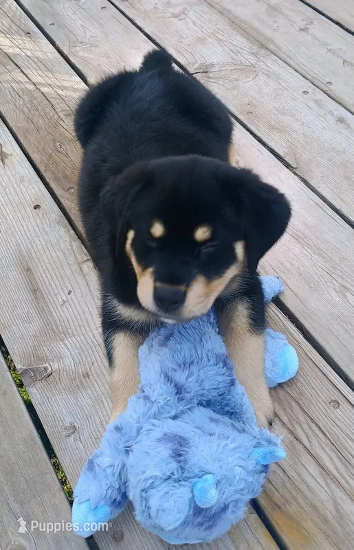 Otis – Australian Shepherd, Rottweiler puppy on hold in Los Lunas, NM