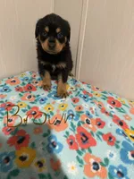 Kevin, a male Australian Shepherd and Rottweiler for sale in Los Lunas, NM – 1 of 3