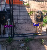 Otis, a male Australian Shepherd and Rottweiler for sale in Los Lunas, NM – 3 of 3