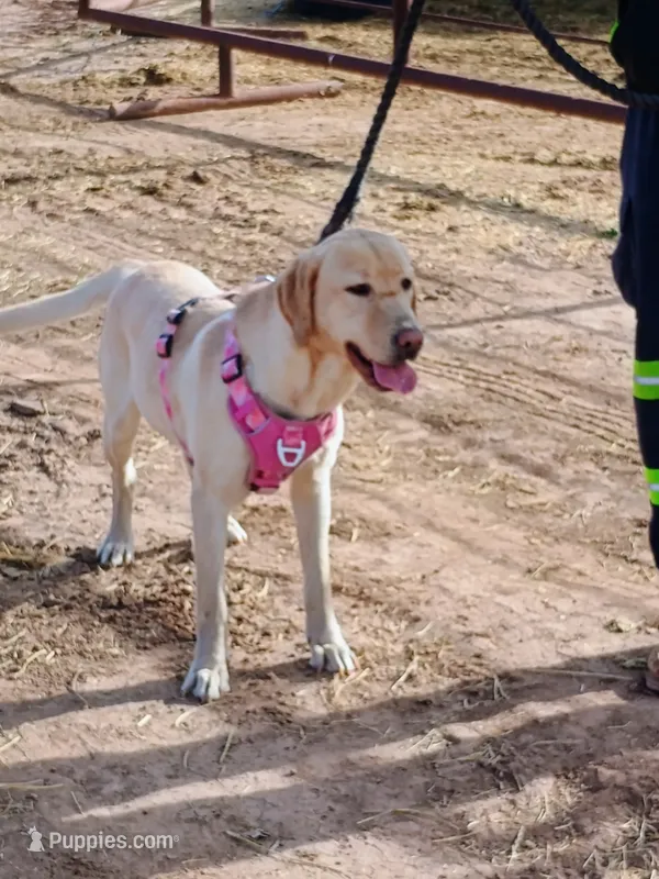 Sunny  – Labrador Retriever puppy for sale in Los Lunas, NM