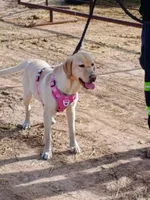 Sunny , a female Labrador Retriever for sale in Los Lunas, NM – 1 of 3