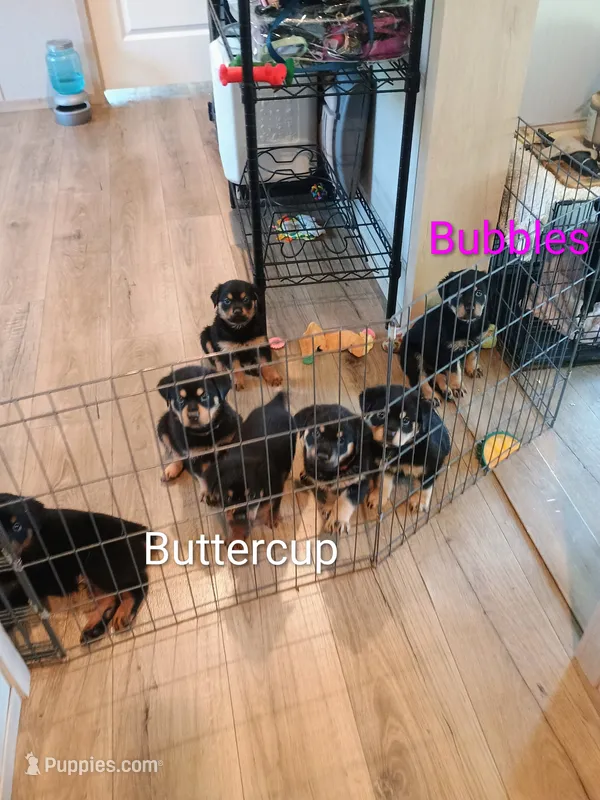 Bubbles – Australian Shepherd, Rottweiler puppy for sale in Los Lunas, NM
