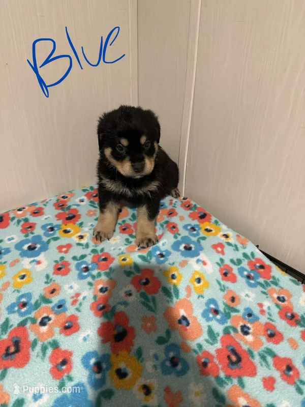 Otis – Australian Shepherd, Rottweiler puppy for sale in Los Lunas, NM