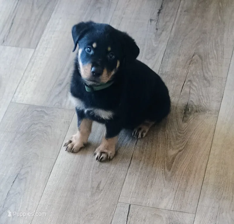 Bandit – Australian Shepherd, Rottweiler puppy for sale in Los Lunas, NM