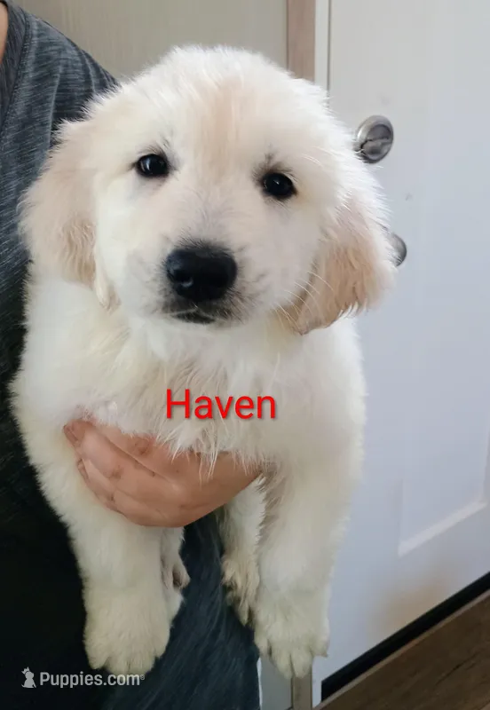 Haven – Great Pyrenees puppy for sale in Los Lunas, NM