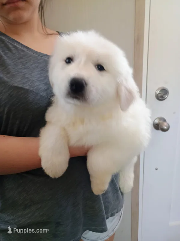 Halo – Great Pyrenees puppy on hold in Los Lunas, NM