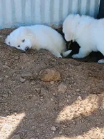 Halo, a female Great Pyrenees for sale in Los Lunas, NM – Photo 2 of 3