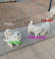 Halo, a female Great Pyrenees for sale in Los Lunas, NM – Photo 3 of 3