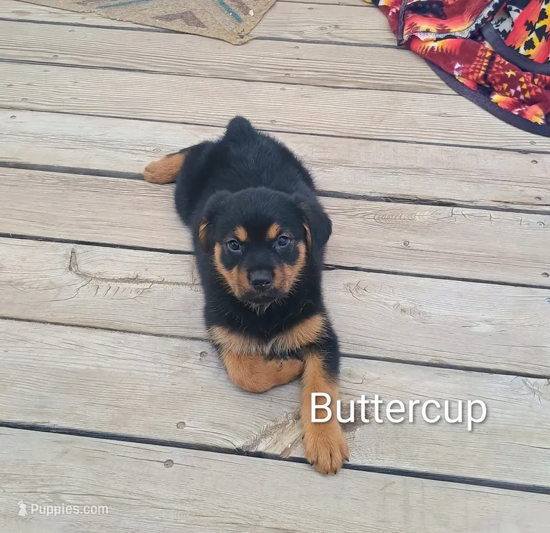 Buttercup  – Australian Shepherd, Rottweiler puppy for sale in Los Lunas, NM
