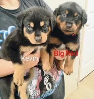 Kevin, a male Australian Shepherd and Rottweiler for sale in Los Lunas, NM – 2 of 3