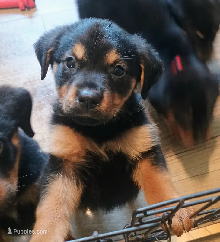 Buttercup  – Australian Shepherd, Rottweiler puppy for sale in Los Lunas, NM