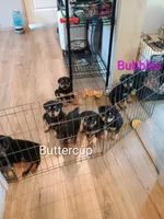 Buttercup , a female Australian Shepherd and Rottweiler for sale in Los Lunas, NM – 2 of 3