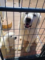 Haven, a female Great Pyrenees for sale in Los Lunas, NM – 5 of 8