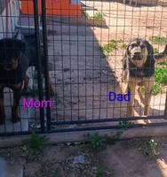 Kevin, a male Australian Shepherd and Rottweiler for sale in Los Lunas, NM – 3 of 3