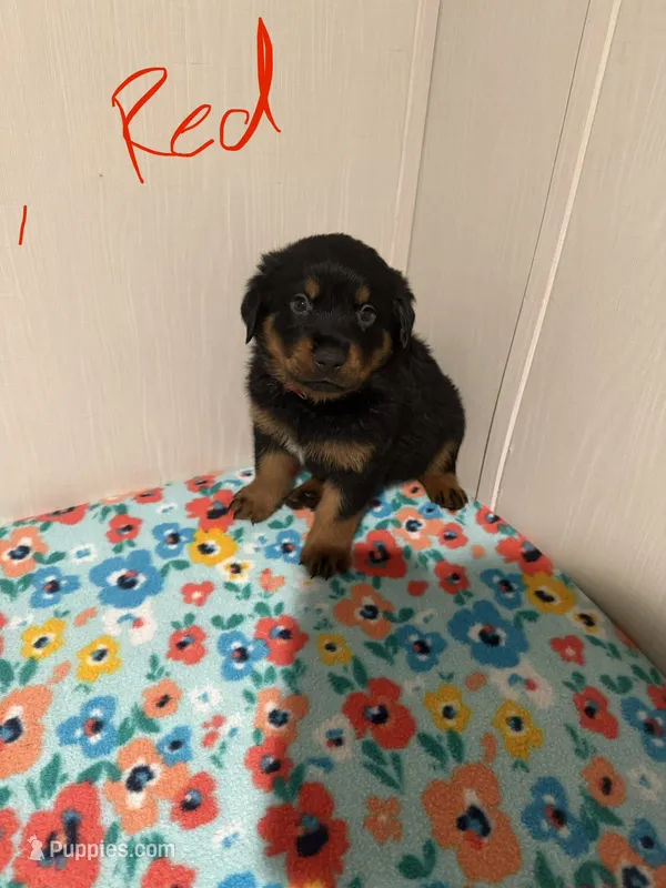 Big Red – Australian Shepherd, Rottweiler puppy for sale in Los Lunas, NM