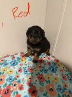 Big Red, a male Australian Shepherd and Rottweiler for sale in Los Lunas, NM – 1 of 3