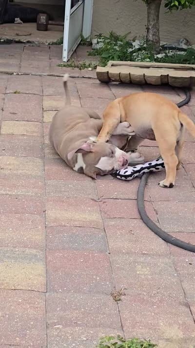Saki, a female American Bully for sale in Parrish, FL – 4 of 5