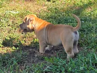 Saki, a female American Bully for sale in Parrish, FL – 5 of 5