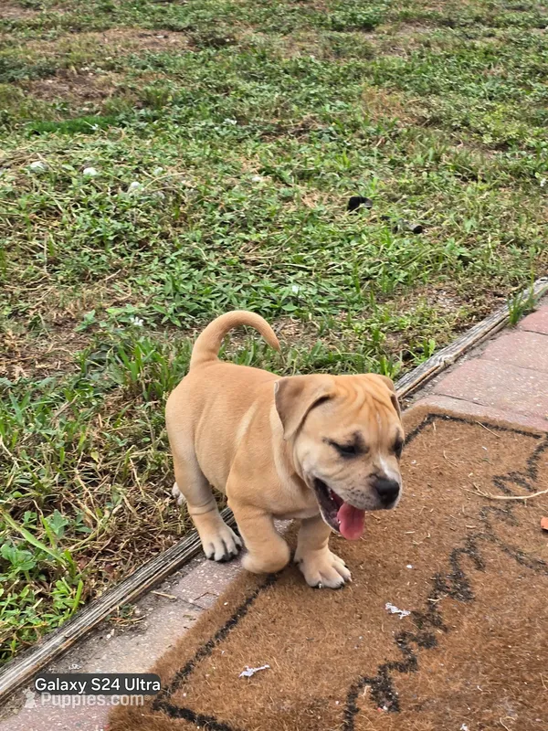 Saki – American Bully puppy for sale in Parrish, FL
