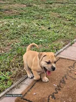 Saki, a female American Bully for sale in Parrish, FL – 1 of 5