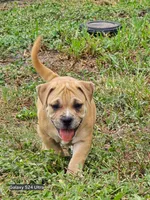 Saki, a female American Bully for sale in Parrish, FL – 3 of 5