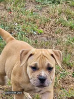 Saki, a female American Bully for sale in Parrish, FL – 2 of 5