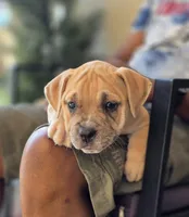 Goldie , a female American Bully for sale in Parrish, FL – 5 of 5
