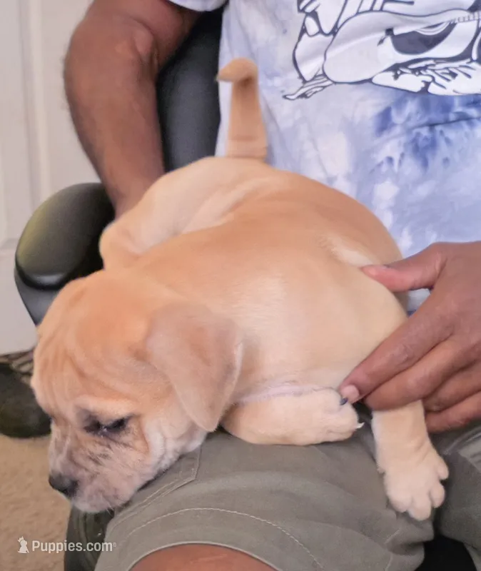 Goldie – American Bully puppy for sale in Parrish, FL