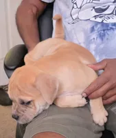 Goldie , a female American Bully for sale in Parrish, FL – 2 of 5