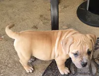 Goldie , a female American Bully for sale in Parrish, FL – 4 of 5