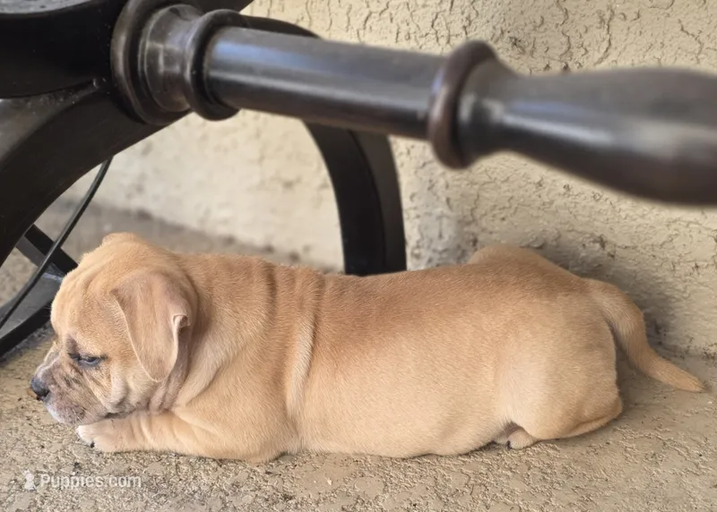 Goldie  – American Bully puppy for sale in Parrish, FL