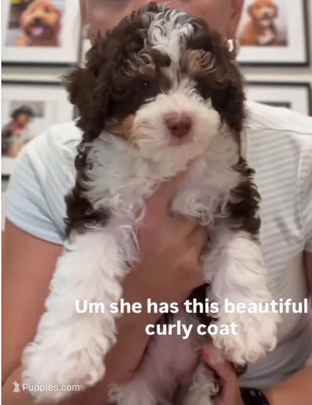 Ellie – Aussiedoodle, Bernedoodle puppy for sale in Canton, GA