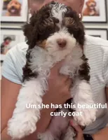 Ellie, a female Aussiedoodle and Bernedoodle for sale in Canton, GA – 1 of 3