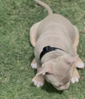 Maverick, a male American Bully for sale in Canton, GA – 9 of 9