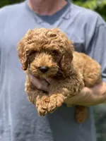 Max, a male Goldendoodle for sale in Canton, GA – 5 of 5