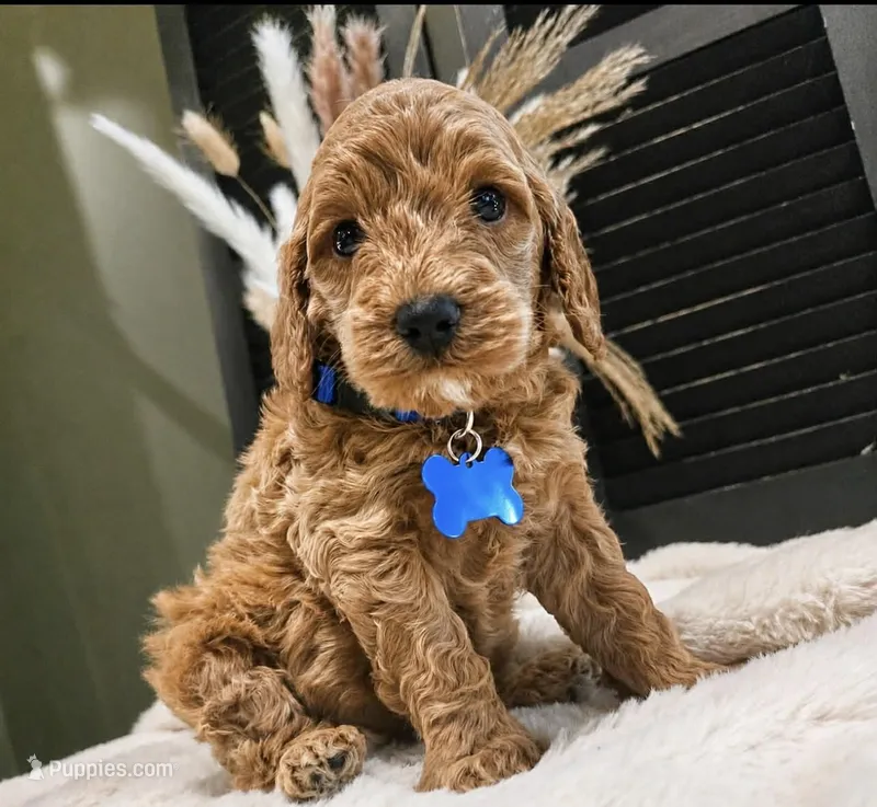 Max – Goldendoodle puppy for sale in Canton, GA
