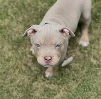 Maverick, a male American Bully for sale in Canton, GA – 2 of 9