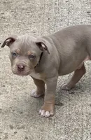 Maverick, a male American Bully for sale in Canton, GA – 8 of 9