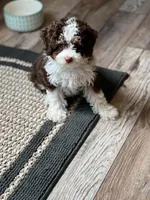 Ellie, a female Aussiedoodle and Bernedoodle for sale in Canton, GA – 3 of 3