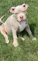 Maverick, a male American Bully for sale in Canton, GA – 6 of 9