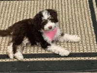 Ellie, a female Aussiedoodle and Bernedoodle for sale in Canton, GA – 2 of 3