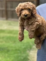 Max, a male Goldendoodle for sale in Canton, GA – 4 of 5