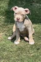 Maverick, a male American Bully for sale in Canton, GA – 5 of 9
